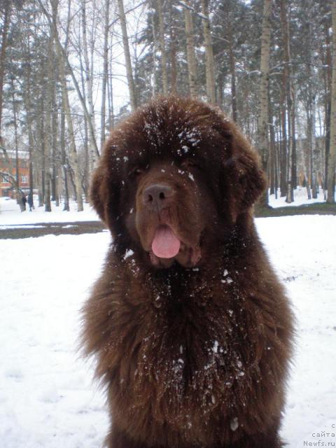 Фото: ньюфаундленд Komandor iz Medvej'ego YAra (Командор из Медвежьего Яра)