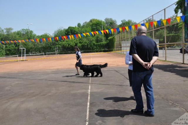 Фото: ньюфаундленд Ottava (Оттава), Katerinka Klassen (Катеринка Классен)