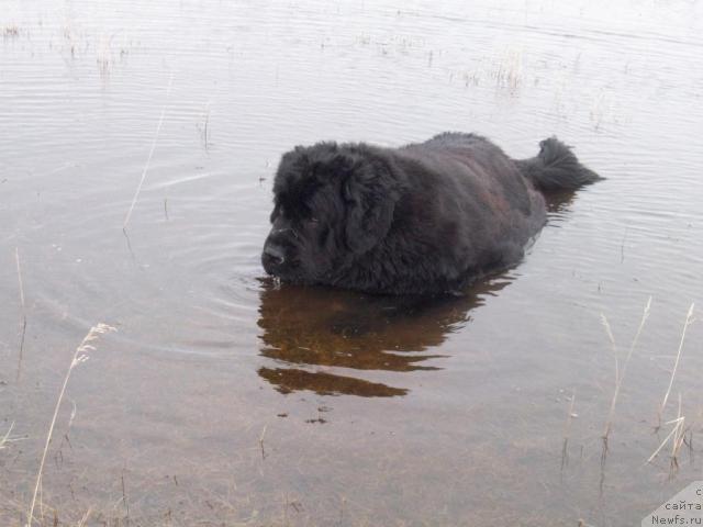 Фото: ньюфаундленд Yarada iz Sibirskoy Glubinki (Ярада из Сибирской Глубинки)