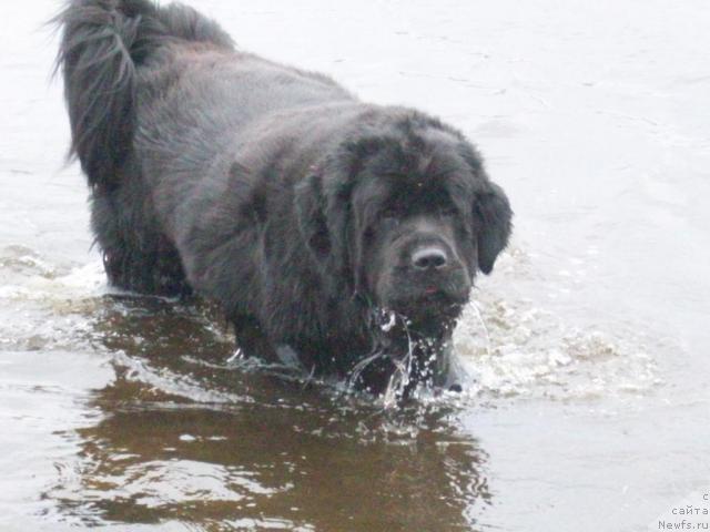 Фото: ньюфаундленд Yarada iz Sibirskoy Glubinki (Ярада из Сибирской Глубинки)