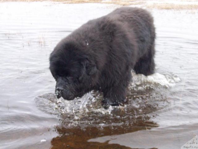 Фото: ньюфаундленд Karat iz Medvejyego Yara (Карат из Медвежьего Яра)