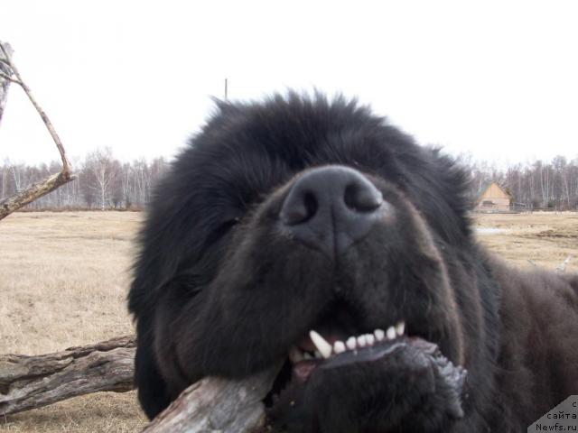 Фото: ньюфаундленд Karat iz Medvejyego Yara (Карат из Медвежьего Яра)