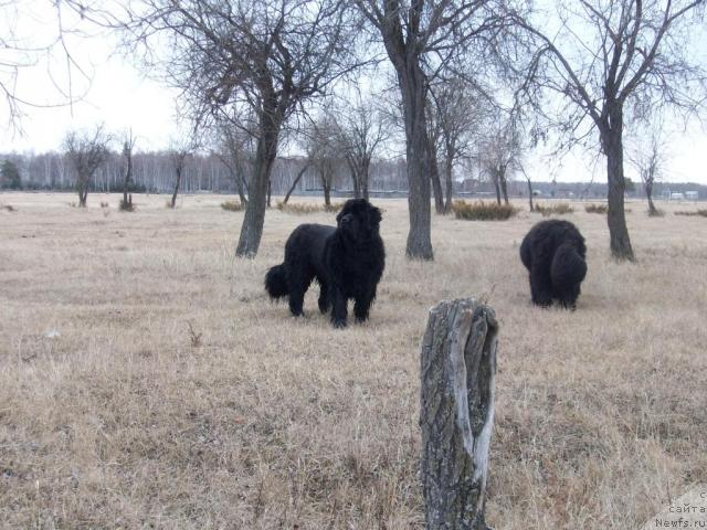 Фото: ньюфаундленд Karat iz Medvejyego Yara (Карат из Медвежьего Яра)