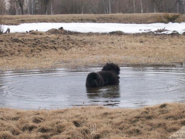 Фото: ньюфаундленд Karat iz Medvejyego Yara (Карат из Медвежьего Яра)