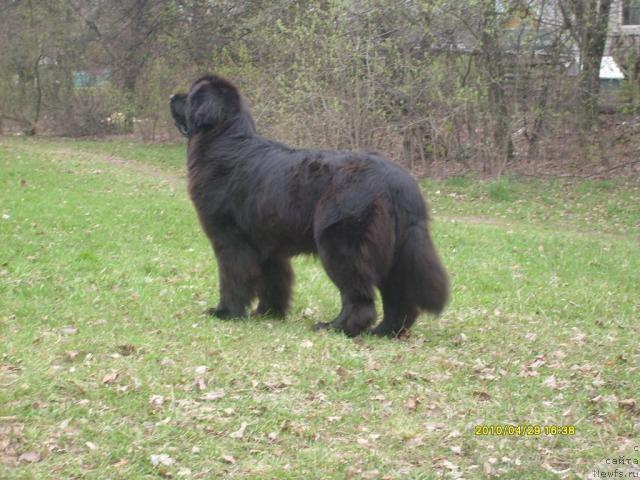 Фото: ньюфаундленд Midnight Lady's All You Need (Midnight Lady's All You Need)