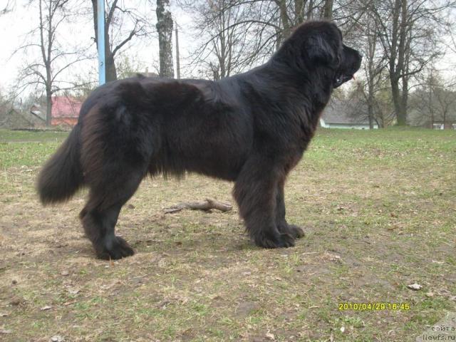 Фото: ньюфаундленд Midnight Lady's All You Need (Midnight Lady's All You Need)