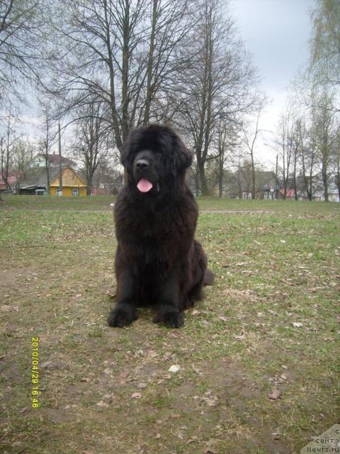 Фото: ньюфаундленд Midnight Lady's All You Need (Midnight Lady's All You Need)