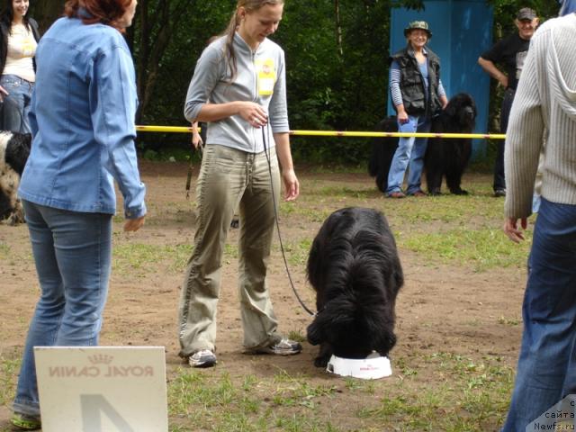 Фото: ньюфаундленд CHansi iz Zolotogo Treugol'nika (Чанси из Золотого Треугольника), Tat'yana Rozanova (Татьяна Розанова)