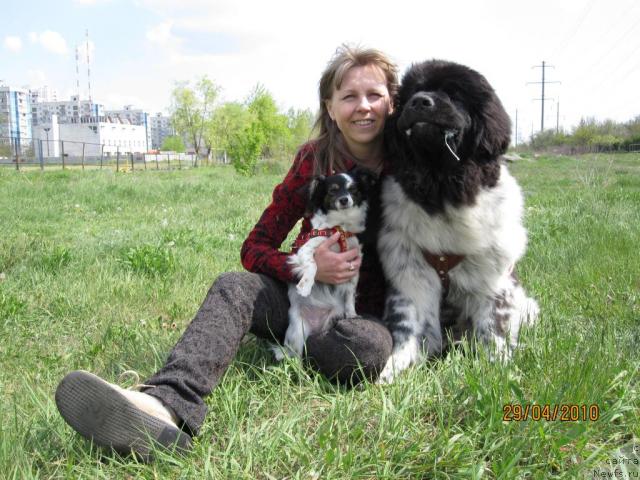 Фото: Svetlana Moroz (Светлана Мороз), ньюфаундленд Plyushevaya Panda Stil'-Sankt-Peterburga (Плюшевая Панда Стиль-Санкт-Петербурга), и Симочка