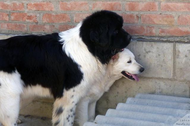 Фото: ньюфаундленд Nahodka Dlya Dushi s Berega Dona (Находка Для Души с Берега Дона)