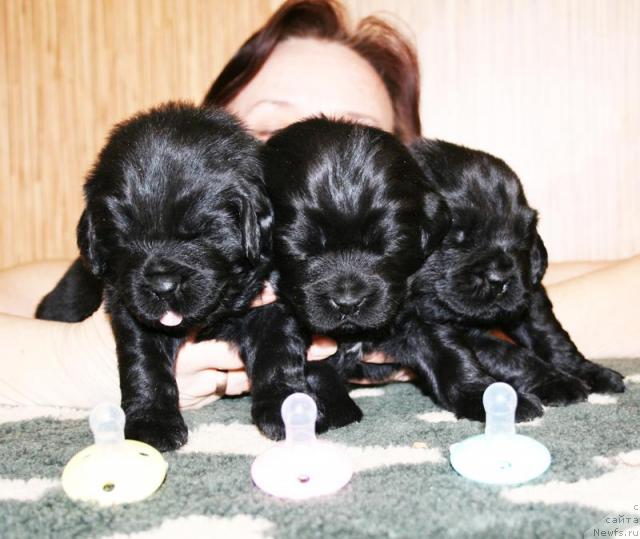 Фото: Дети, ньюфаундленд Beguschaya po Volnam Vsya Takaya Rastakaya (Бегущая по Волнам Вся Такая Растакая)