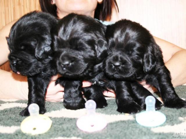 Фото: Щенки, ньюфаундленд Beguschaya po Volnam Vsya Takaya Rastakaya (Бегущая по Волнам Вся Такая Растакая)