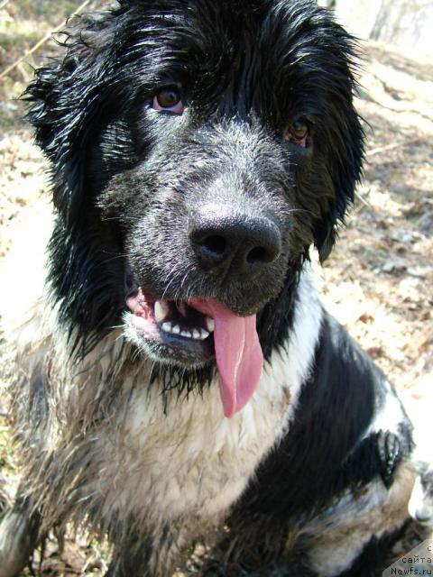 Фото: ньюфаундленд Piternyuf Prodigy (Питерньюф Продижи)