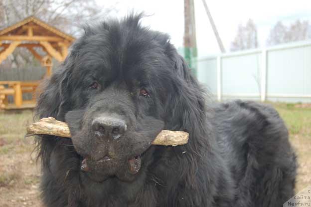 Фото: ньюфаундленд Sent Djons Orfey (Сент Джонс Орфей)