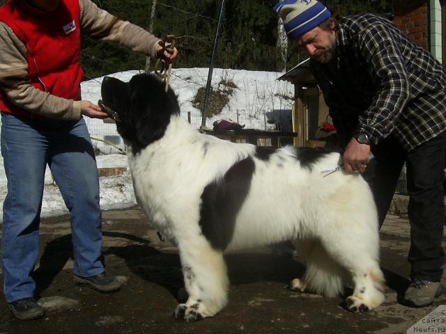 Фото: Nataliya Snigireva (Наталия Снигирева), ньюфаундленд Super Bizon Baton (Супер Бизон Батон), Andrey Zotov (Андрей Зотов)