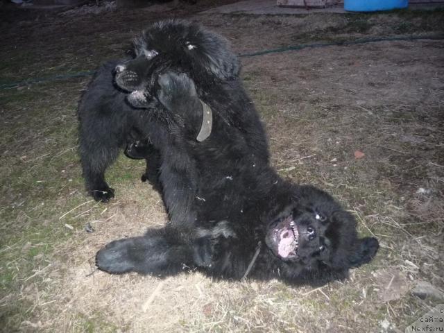 Фото: ньюфаундленд Bol'shaya Udacha (Большая Удача)