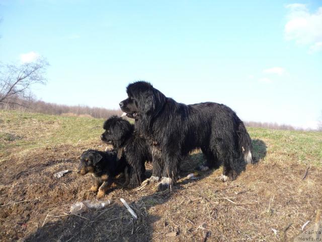 Фото: ньюфаундленд Blestyaschaya Brina (Блестящая Брина), ньюфаундленд Bol'shaya Udacha (Большая Удача)