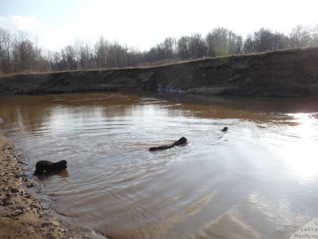 Фото: ньюфаундленд Blestyaschaya Brina (Блестящая Брина), ньюфаундленд Bol'shaya Udacha (Большая Удача)