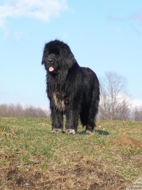 Фото: ньюфаундленд Blestyaschaya Brina (Блестящая Брина)