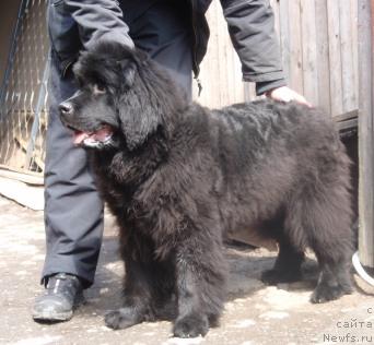 Фото: ньюфаундленд N'yufort Magiya Lyubvi (Ньюфорт Магия Любви)