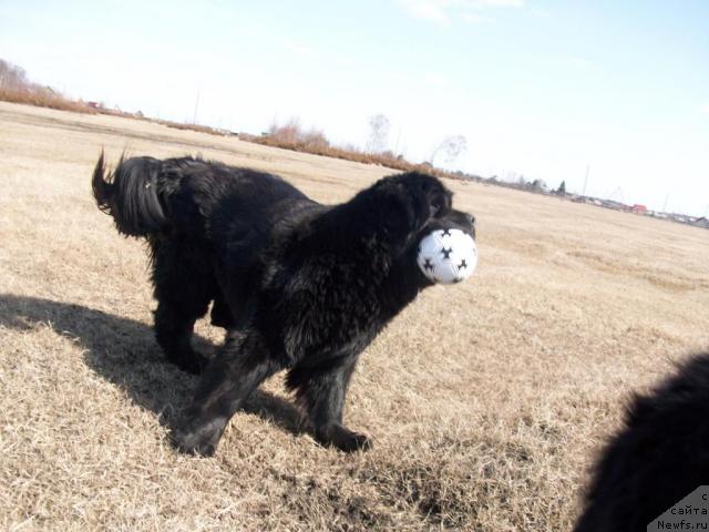 Фото: ньюфаундленд Yarada iz Sibirskoy Glubinki (Ярада из Сибирской Глубинки)