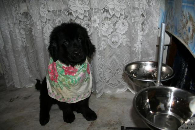 Фото: ньюфаундленд Usatyiy Nyan' Timosha (Усатый Нянь Тимоша)