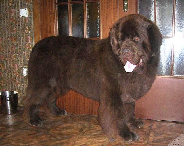 Фото: ньюфаундленд Newf Mermaid Denver