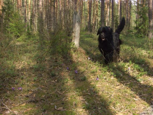 Фото: ньюфаундленд Akin Soul Sofiya (Акин Соул София)