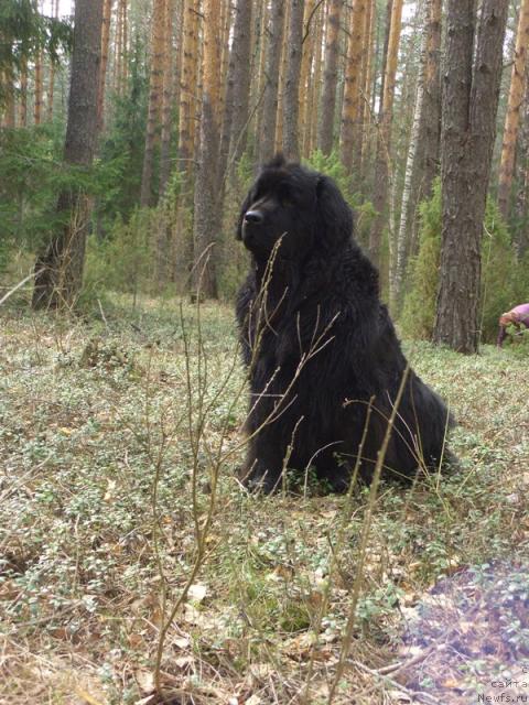 Фото: ньюфаундленд Lesnaya Skazka Lunnaya Sonata (Лесная Сказка Лунная Соната)