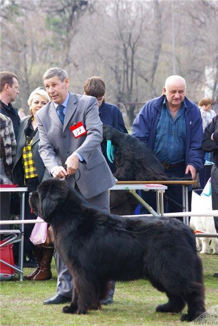 Фото: ньюфаундленд Ego Vysochestvo ot Sibirskogo Medvedja (Его Высочество от Сибирского Медведя), [р237]