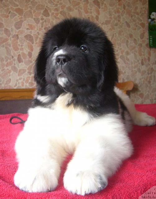 Фото: ньюфаундленд Super Premium Zheneva (Супер Премиум Женева)