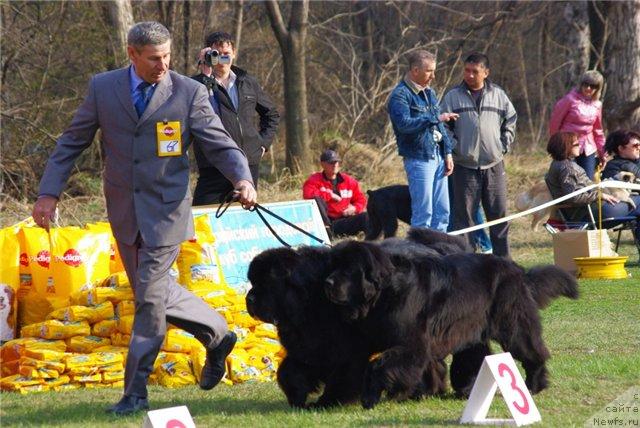 Фото: ньюфаундленд Chansi  iz  Medvejyego Yara (Чанси из Медвежьего Яра), ньюфаундленд Ego Vysochestvo ot Sibirskogo Medvedja (Его Высочество от Сибирского Медведя), [р237]