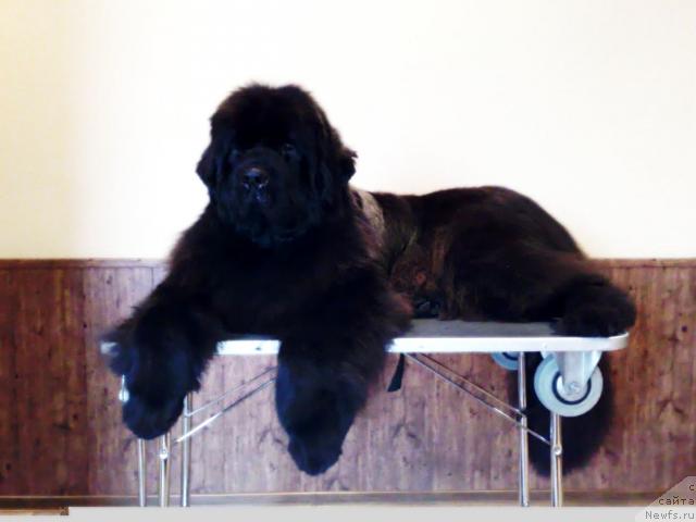 Фото: ньюфаундленд Smigar Nimfeya Neotrazimaya (Смигар Нимфея Неотразимая)