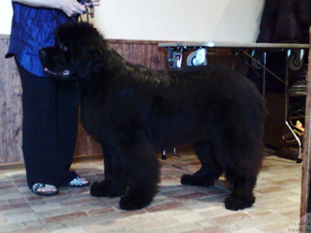 Фото: ньюфаундленд Smigar Nimfeya Neotrazimaya (Смигар Нимфея Неотразимая)