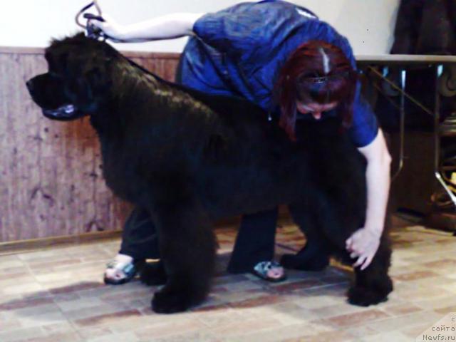 Фото: ньюфаундленд Smigar Nimfeya Neotrazimaya (Смигар Нимфея Неотразимая)