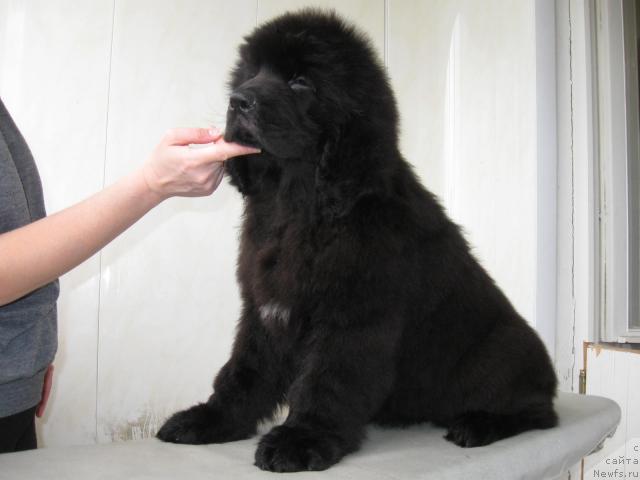 Фото: щенок Мэджи и Зорро