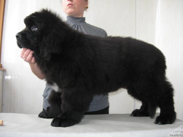 Фото: ньюфаундленд Majestic Goodsoul Nefertari (Мэджестик Гудсоул Нефертари)