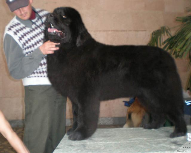 Фото: ньюфаундленд Kenni (Кенни)