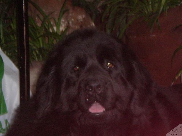 Фото: ньюфаундленд Polnochnaya Zvezda (Полночная Звезда)