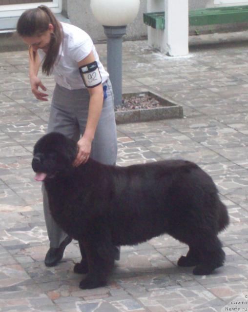 Фото: ньюфаундленд Borntobe Like Sam iz Volotova