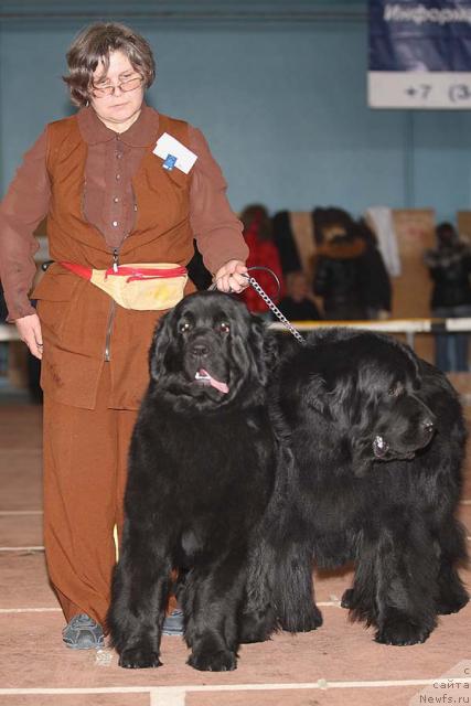 Фото: ньюфаундленд Efrosin'ya iz Carstva Medvedey (Ефросинья из Царства Медведей), ньюфаундленд Owasco Harleydavidson, Nadejda Ermilova (Надежда Ермилова)