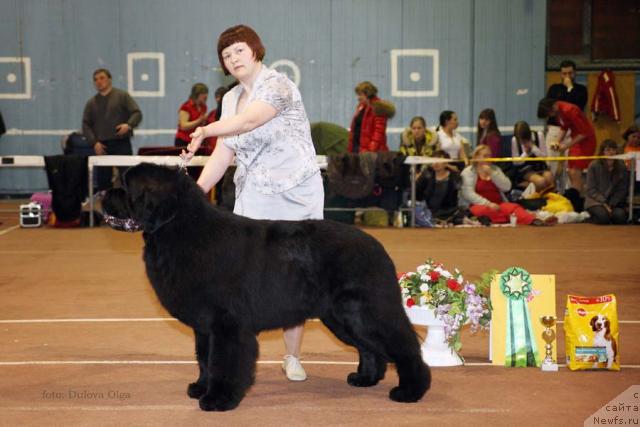 Фото: ньюфаундленд Aquatoriya Kelvin Zolotoy Medved (Акватория Келвин Золотой Медведь)
