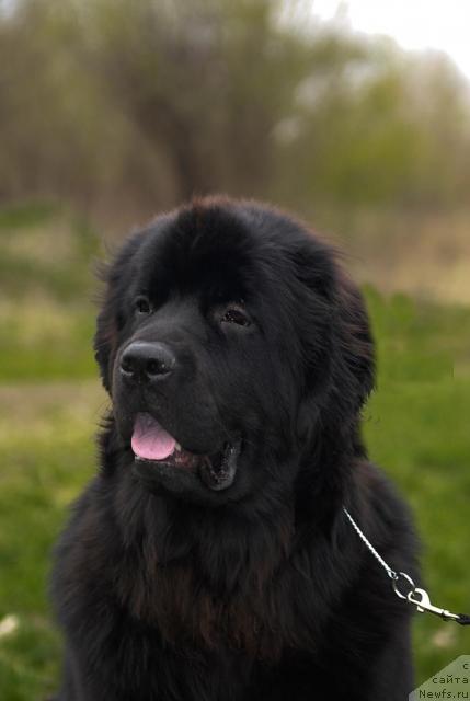 Фото: ньюфаундленд Sent Djons Tais Afinskaya (Сент Джонс Таис Афинская)