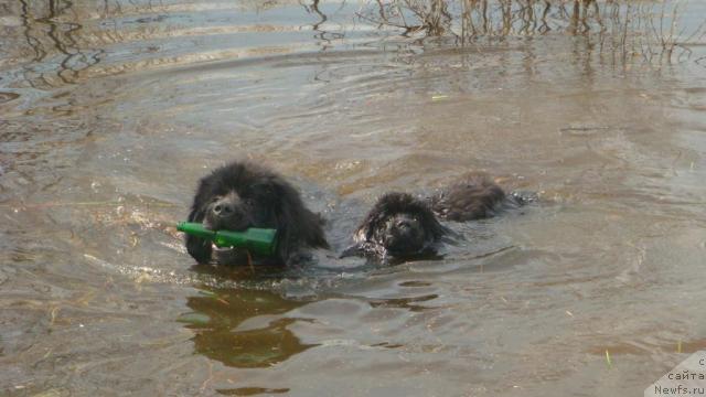 Фото: ньюфаундленд N'yufort Lunnyiy Barhat (Ньюфорт Лунный Бархат)