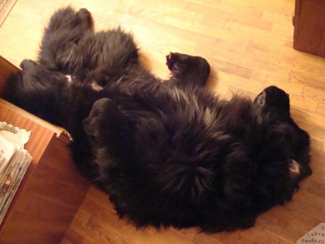 Фото: ньюфаундленд Smigar Dar Bojiy (Смигар Дар Божий)