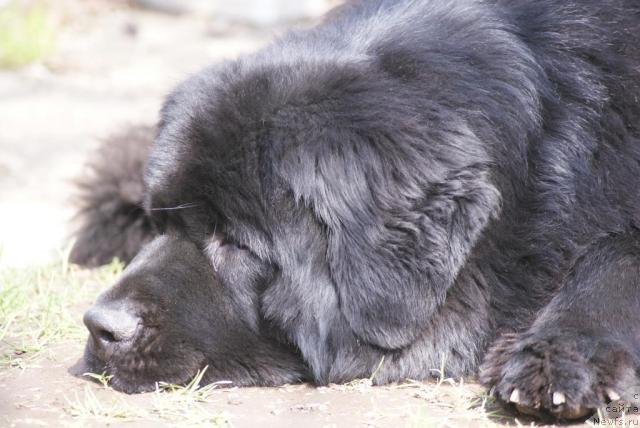 Фото: ньюфаундленд Sent Djons Richard Black Gold (Сент Джонс Ричард Блек Голд), ньюфаундленд Sent Djons Richard Black Gold (Сент Джонс Ричард Блек Голд)