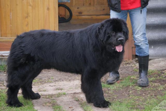 Фото: ньюфаундленд Sent Djons Richard Black Gold (Сент Джонс Ричард Блек Голд)