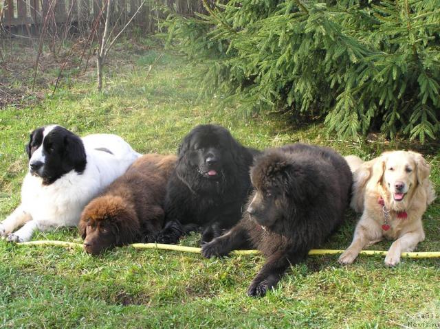 Фото: ньюфаундленд Dyurbahler Klab Al'faretta Vin'etta (Дюрбахлер Клаб Альфаретта Виньетта), ньюфаундленд Masyanya Grand Byebi (Масяня Гранд Бэби), ньюфаундленд Ocharovashka s Berega Dona (Очаровашка с Берега Дона), ньюфаундленд SHedou iz Unikal'noy Kollekcii (Шедоу из Уникальной Коллекции), Лиса