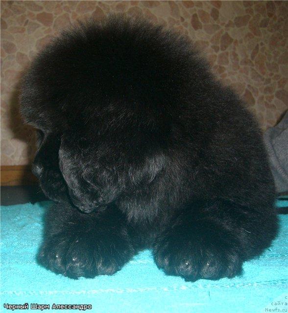Фото: ньюфаундленд CHernyiy SHarm Alessandro (Черный Шарм Алессандро)
