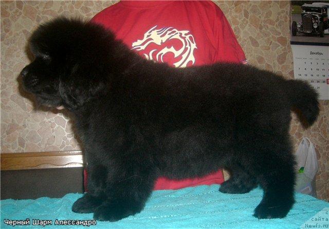 Фото: ньюфаундленд CHernyiy SHarm Alessandro (Черный Шарм Алессандро)